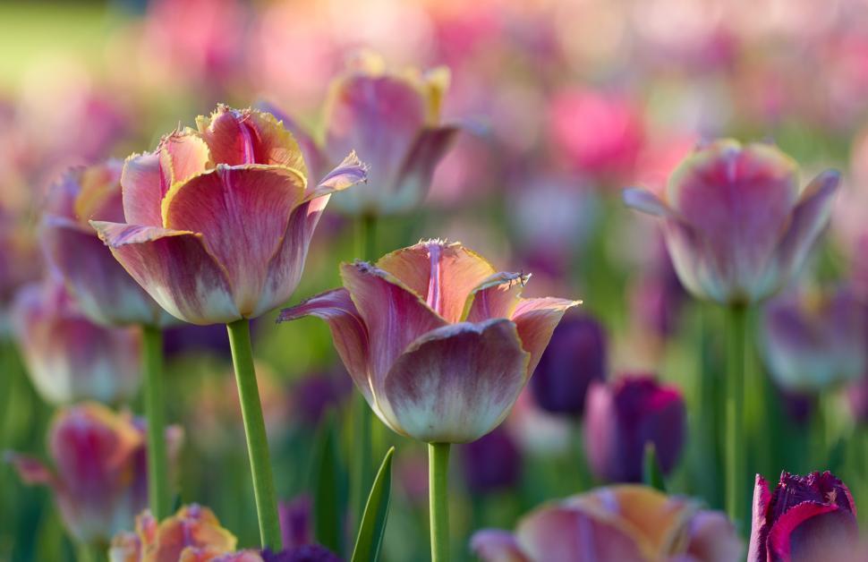 Free Image of Vibrant tulips bloom in a colorful spring garden 