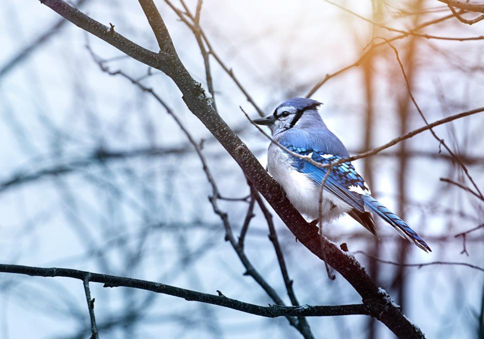 Free Image of Blue jay perched on a branch during winter morning 