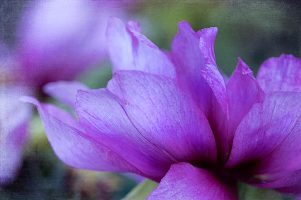 Free Image of Close-up view of a vibrant purple flower in nature 