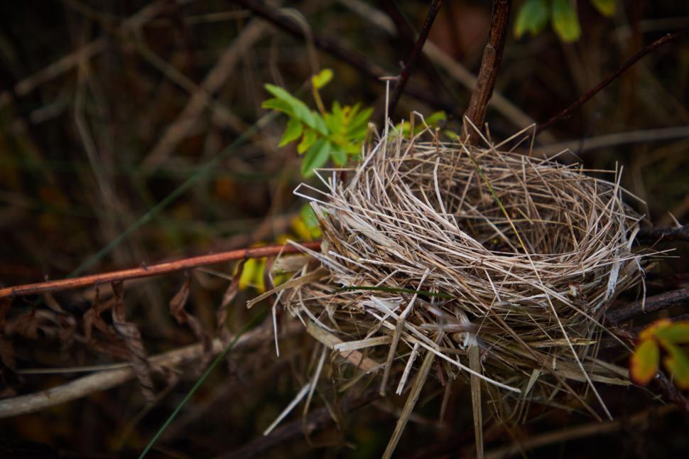 Free Image of Bird nest resting among twigs in a green background 