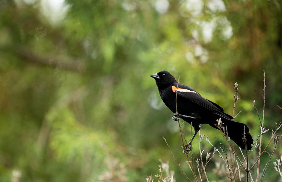 Free Image of Blackbird perches on a branch in lush greenery 