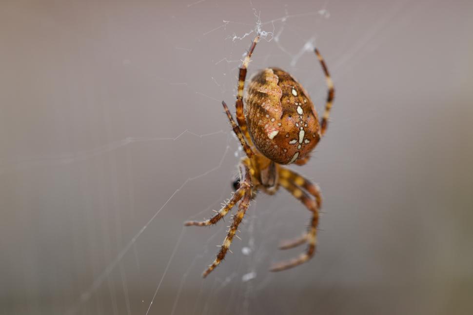 Free Image of Spider spinning silk in a web close to natural light 