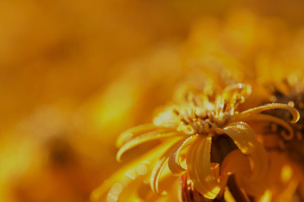 Free Image of Bright yellow flowers bask in warm sunlight revealing their beauty 