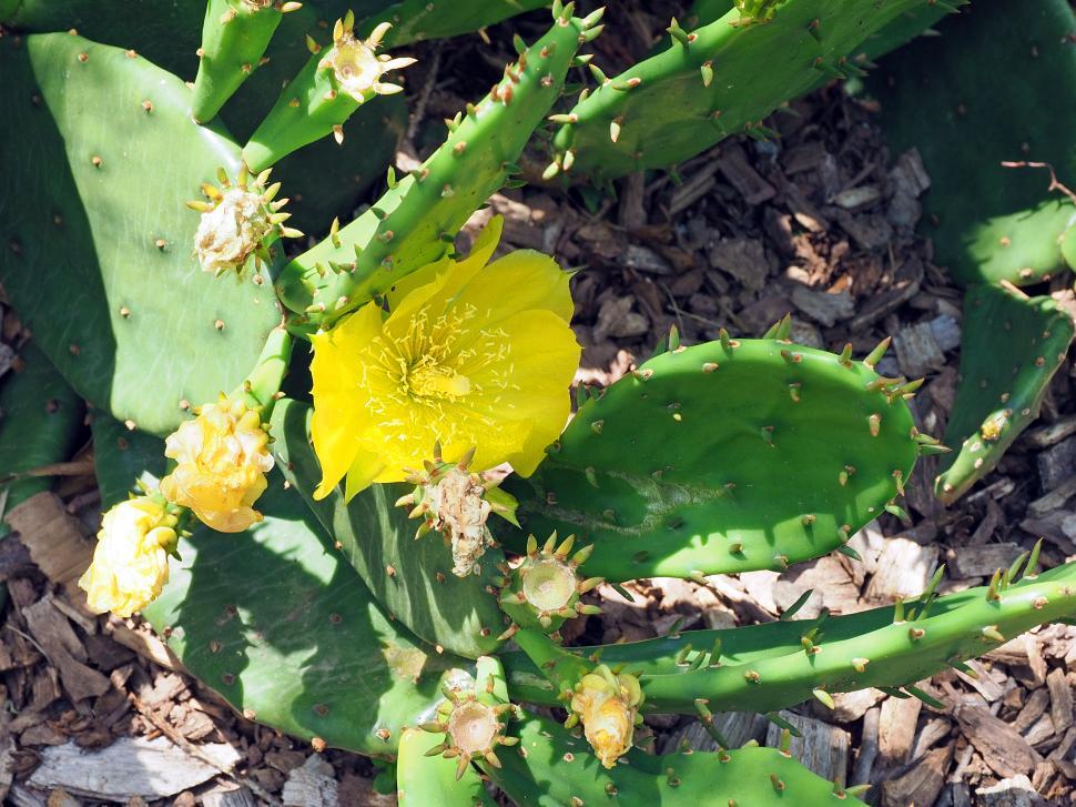 Free Image of Eastern Prickly Pear Cactus 