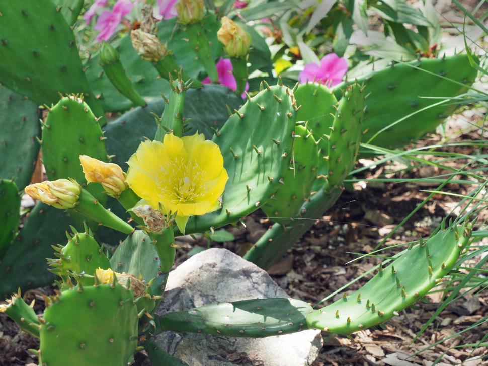 Free Image of Prickly Pear Cactus Yellow Flower 