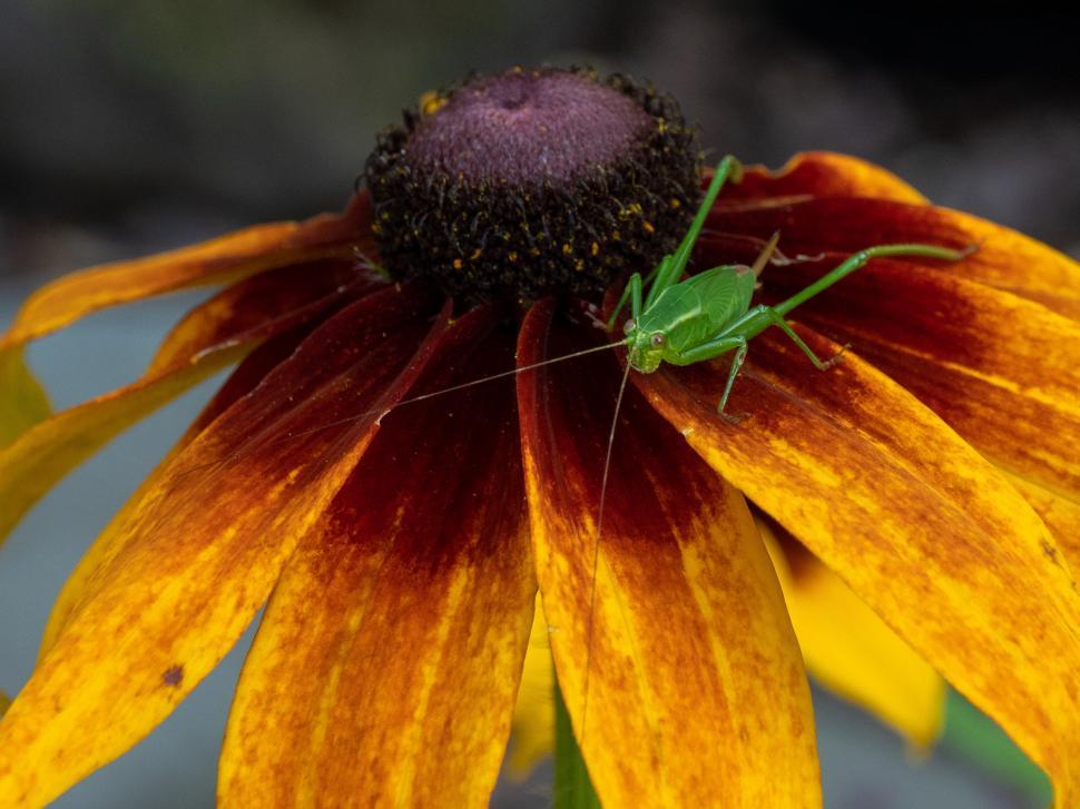 Free Image of Black-Eye Susan and Long-Horned Grasshoppers  