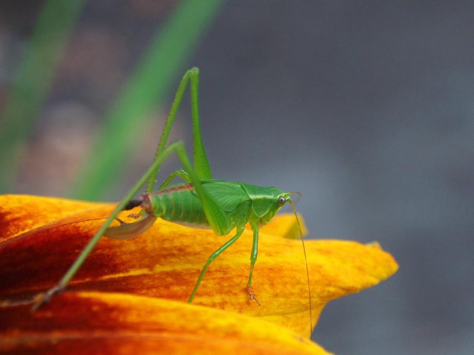 Free Image of Bush Cricket on Black-Eye Susan 