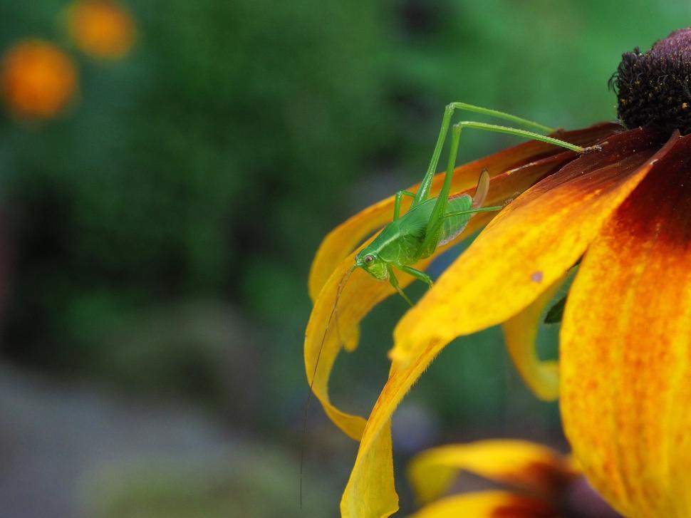 Free Image of Bush Cricket on Black-Eye Susan 