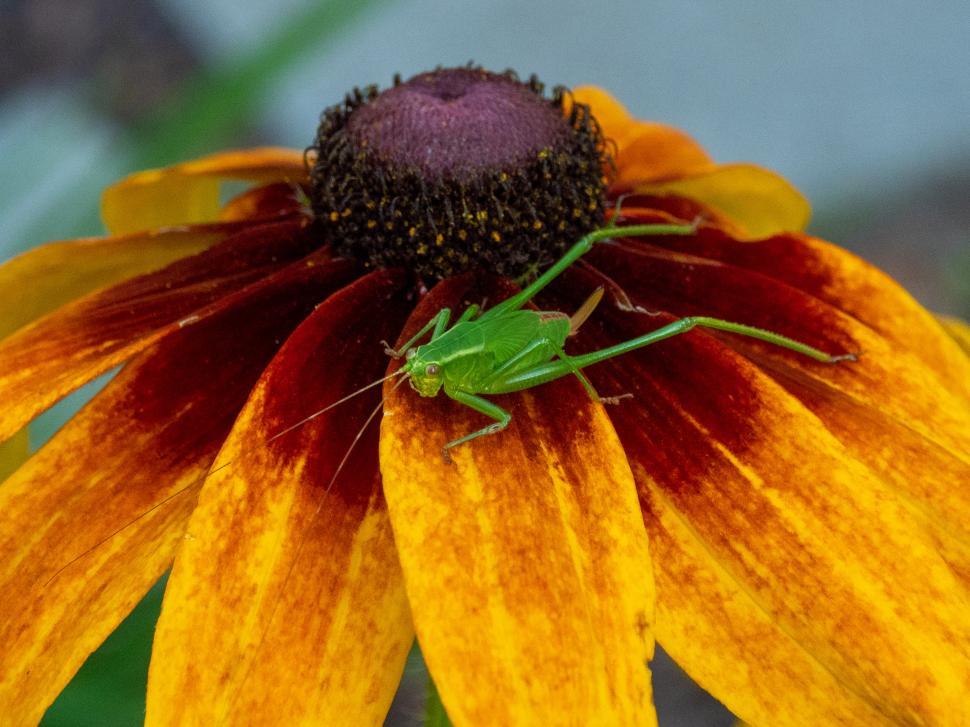 Free Image of Long-Horned Grasshoppers  