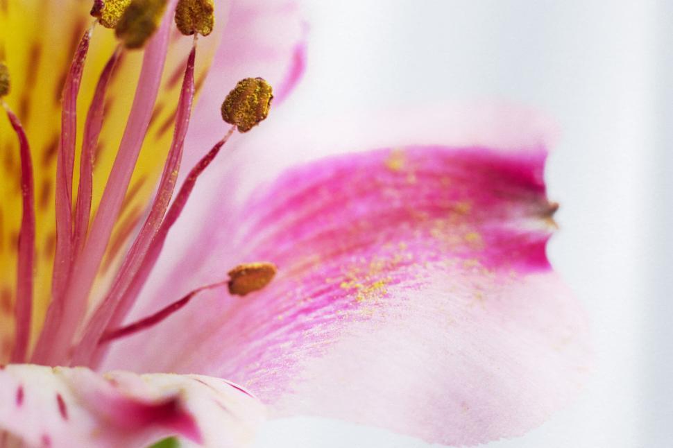 Free Image of “Close-up of a delicate soft pink flower” 