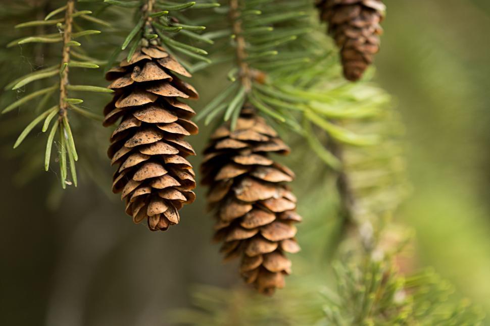 Free Image of Pine cones hang on branches in a forest setting 