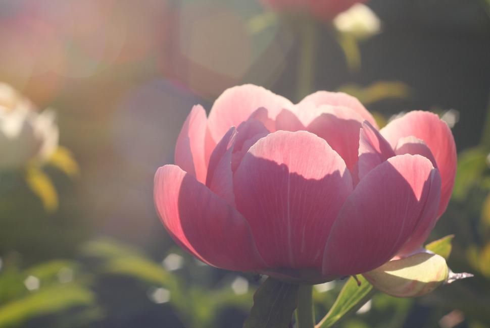 Free Image of Bright pink flower blooms in a sunlit garden setting 