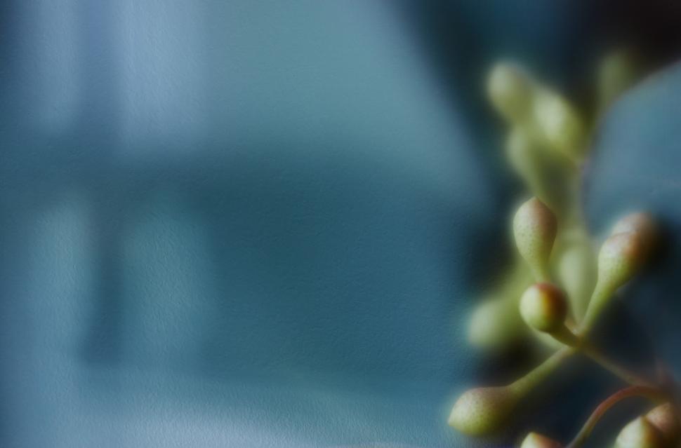 Free Image of Details of a delicate plant close-up in a soft focus 