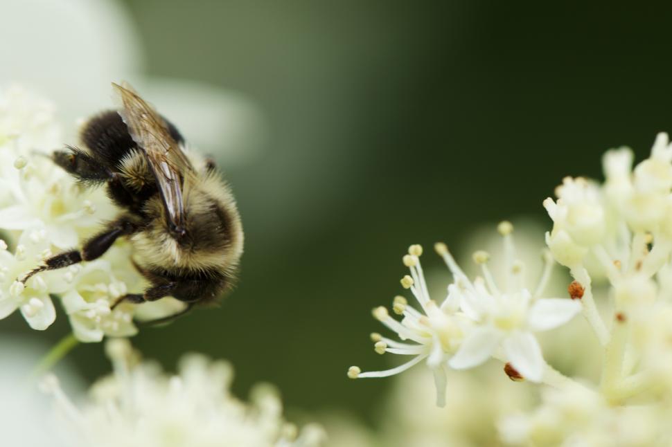 Free Image of Bee collects nectar from white flowers in springtime 