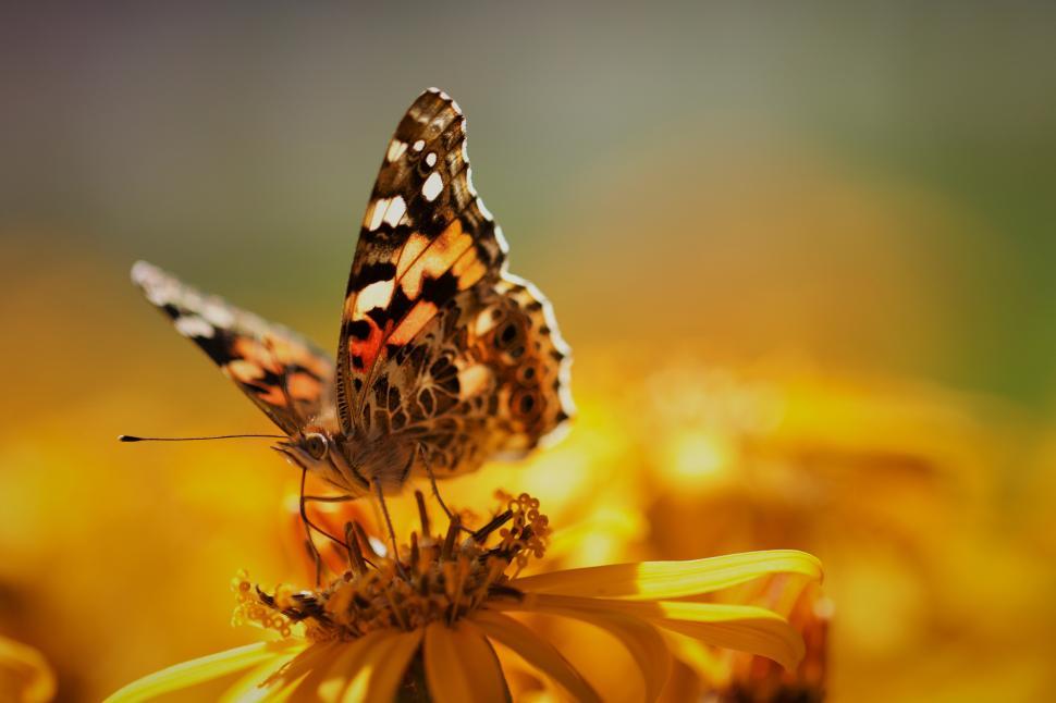 Free Image of Butterfly perched on vibrant yellow flower in sunlight 