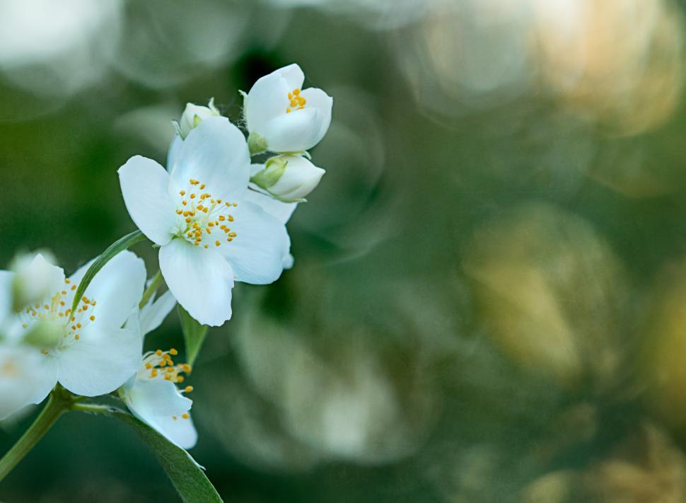 Free Image of Beautiful white flowers blooming in a garden setting 