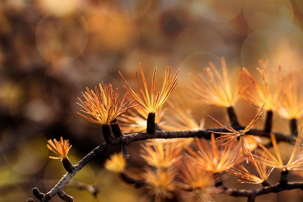 Free Image of Autumn leaves on a branch in warm light 