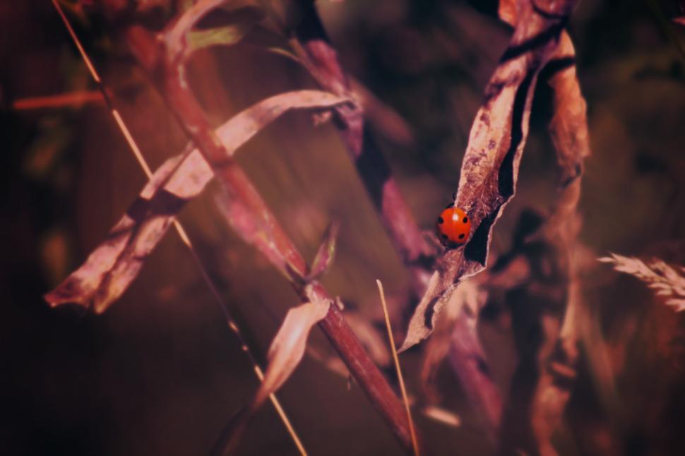 Free Image of Colorful ladybug resting on dry leaves in nature 