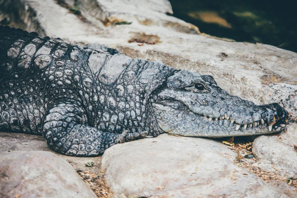 Free Image of Crocodile resting on rocks by the river under natural sunlight 