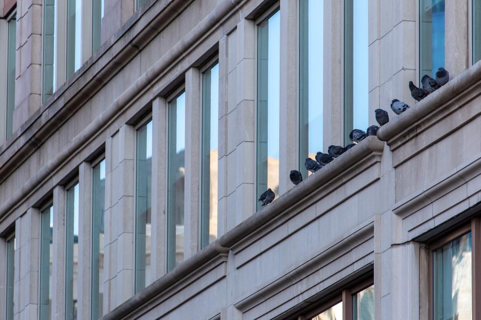 Free Image of Pigeons resting on a city building during daylight hours 