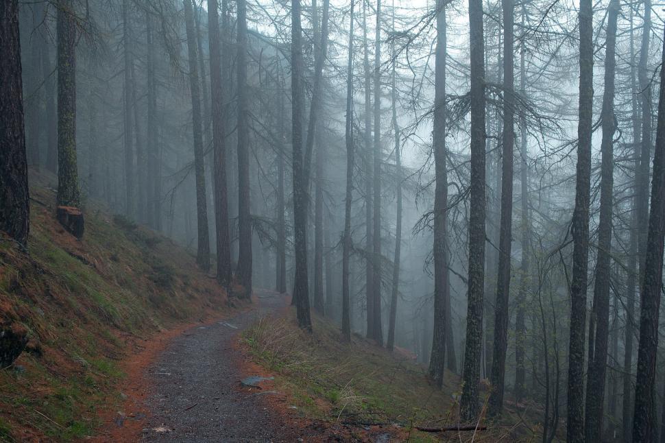 Free Image of Mysterious forest path shrouded in fog creates an eerie atmosphere 