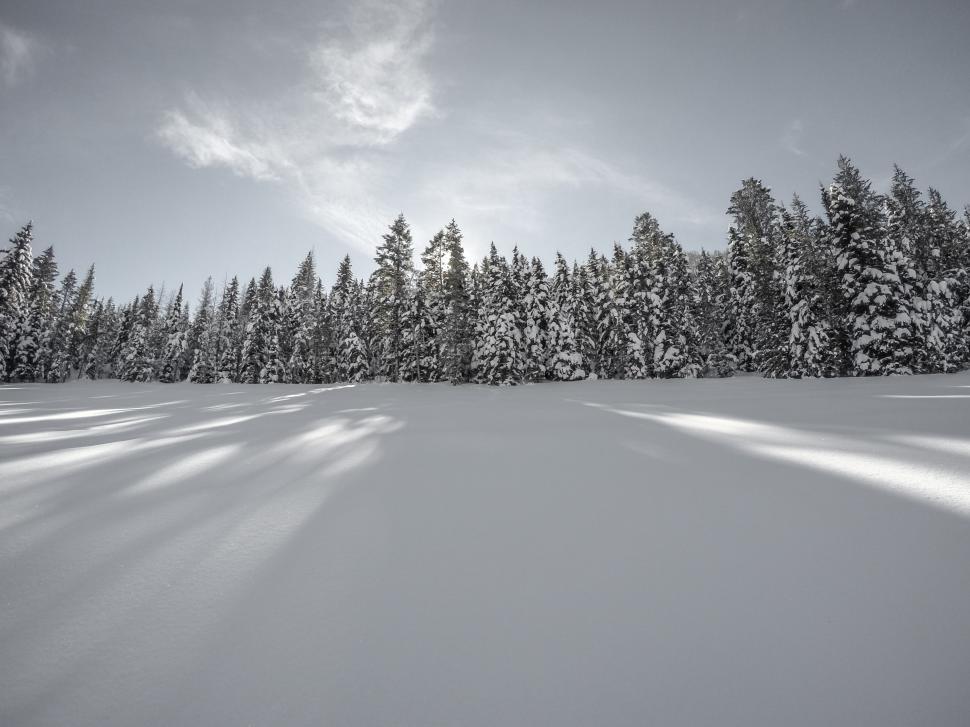 Free Image of Winter landscape with snow-covered trees and soft sunlight in the forest 