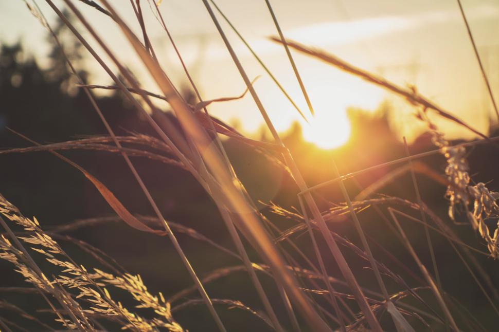 Free Image of Sunlight filtering through grass at sunset time 