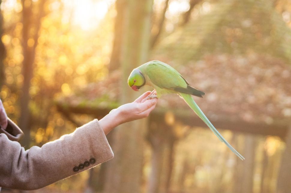 Free Image of Bright green parrot perched on hand during golden hour in a tranquil park 