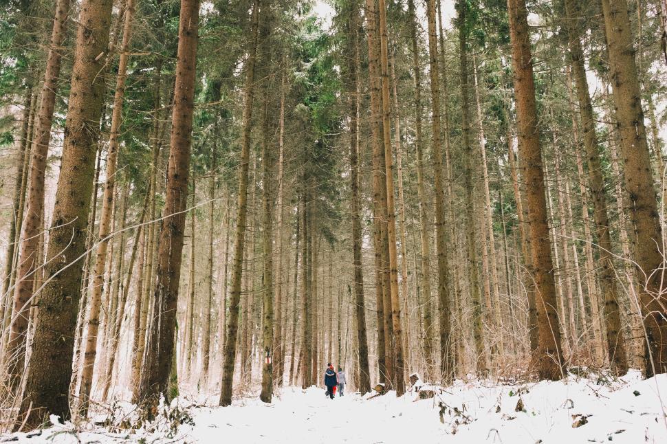 Free Image of Winter walk through a snowy forest by two people enjoying nature 