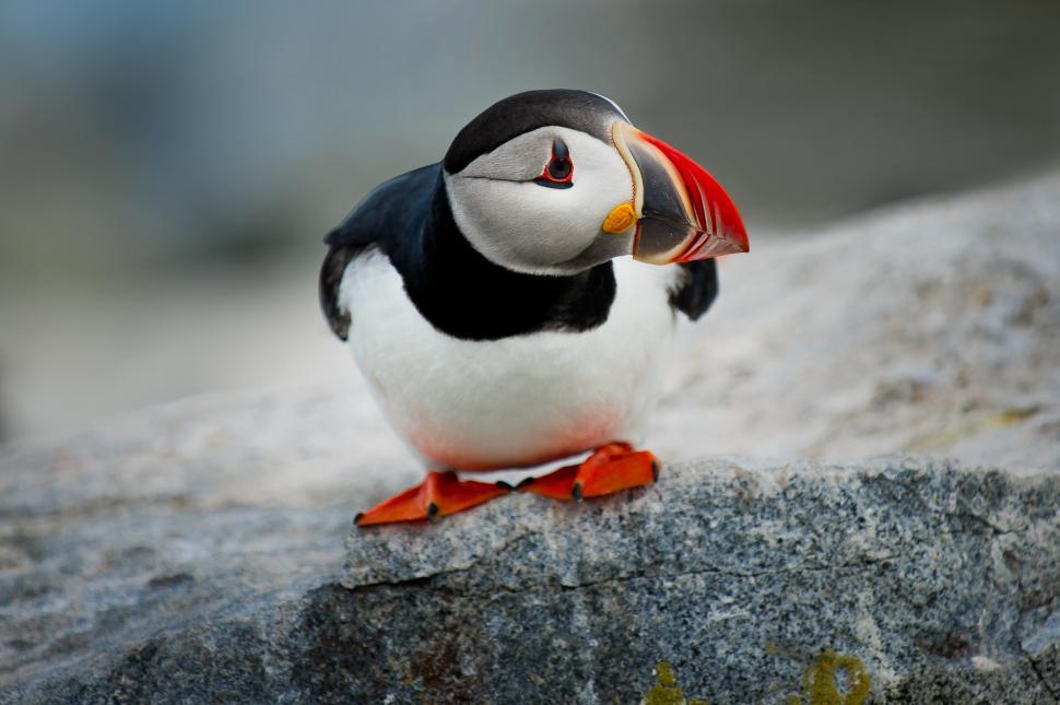 Free Image of Puffin perched on a rocky surface near the coastline at sunset 