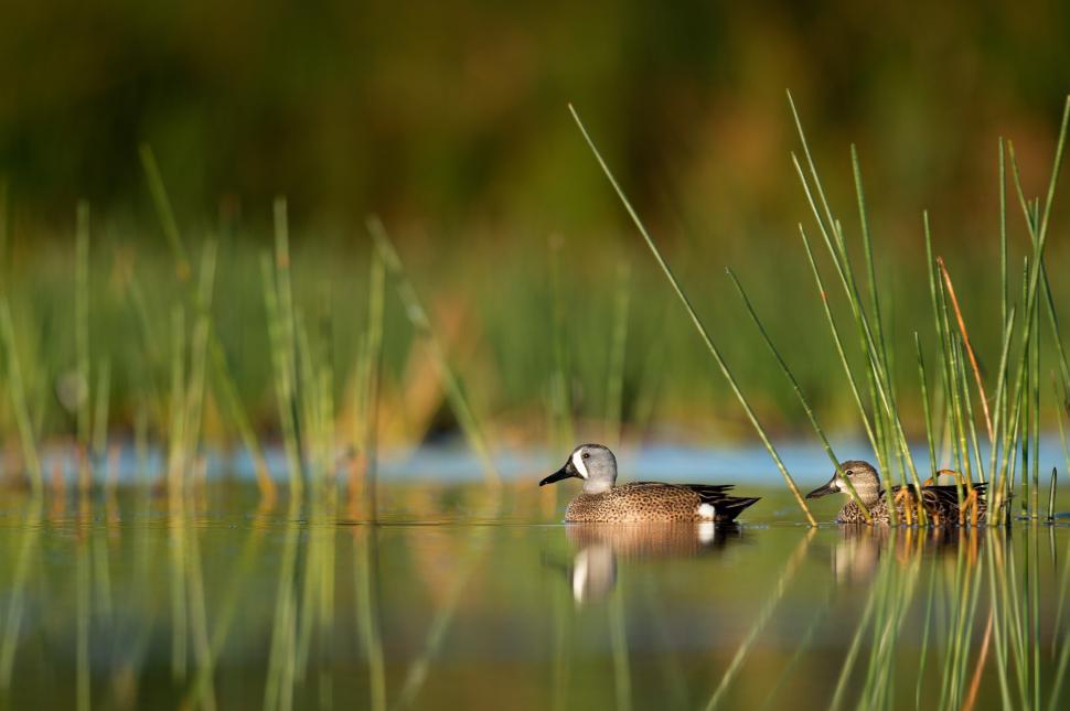 Free Image of Ducks swimming calmly in a serene wetland at sunset 