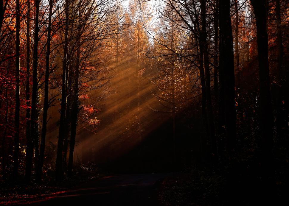 Free Image of Majestic sunlight streams through autumn forest in the evening 
