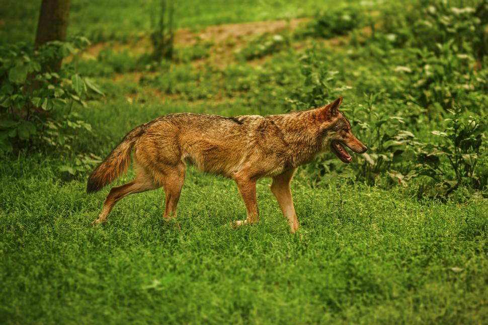 Free Image of Coyote walks through green grass in natural habitat during daylight 