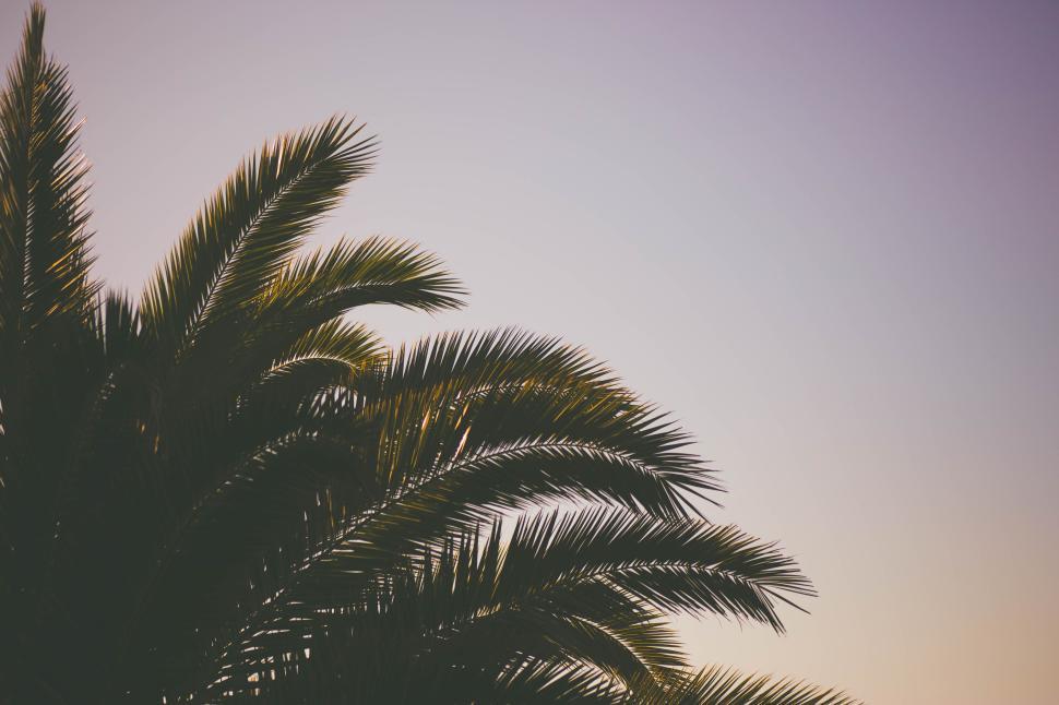 Free Image of Palm trees stretch towards a twilight sky in a serene tropical setting 