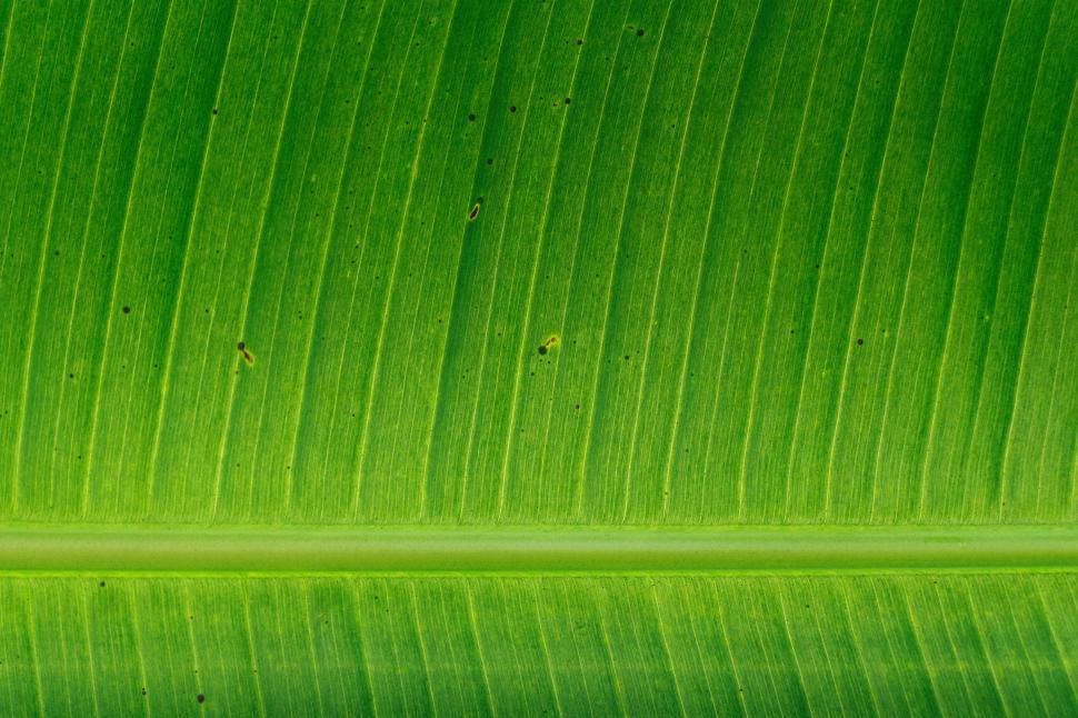 Free Image of Close-up of vibrant green leaf displaying intricate vein patterns and textures 
