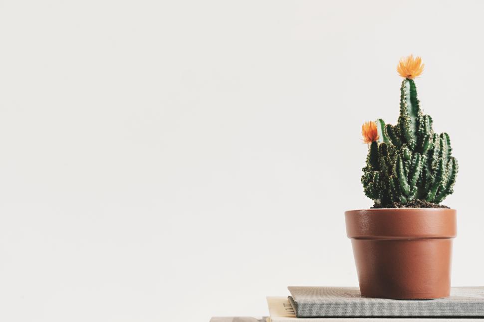 Free Image of Cactus with blooming flowers in a simple indoor setting 