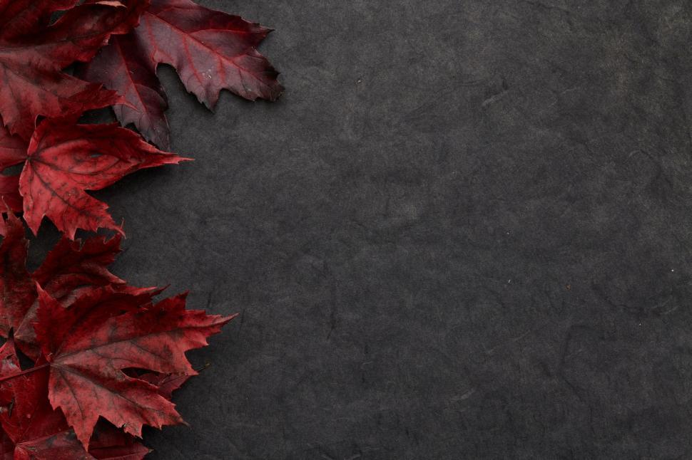 Free Image of Colorful red leaves on a dark textured background 
