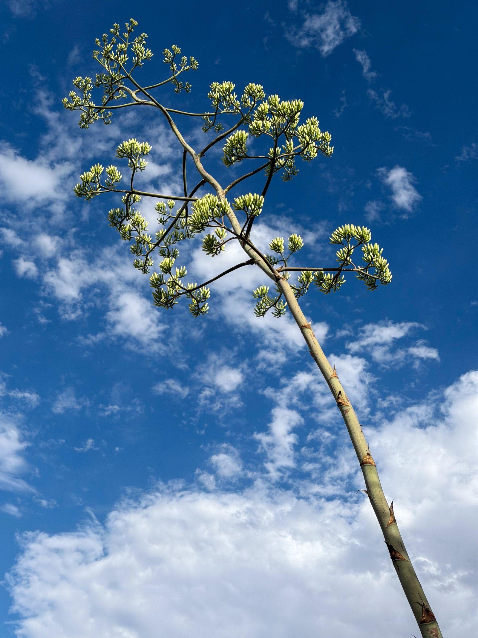 Free Image of Tall plant reaches towards blue sky with white clouds 