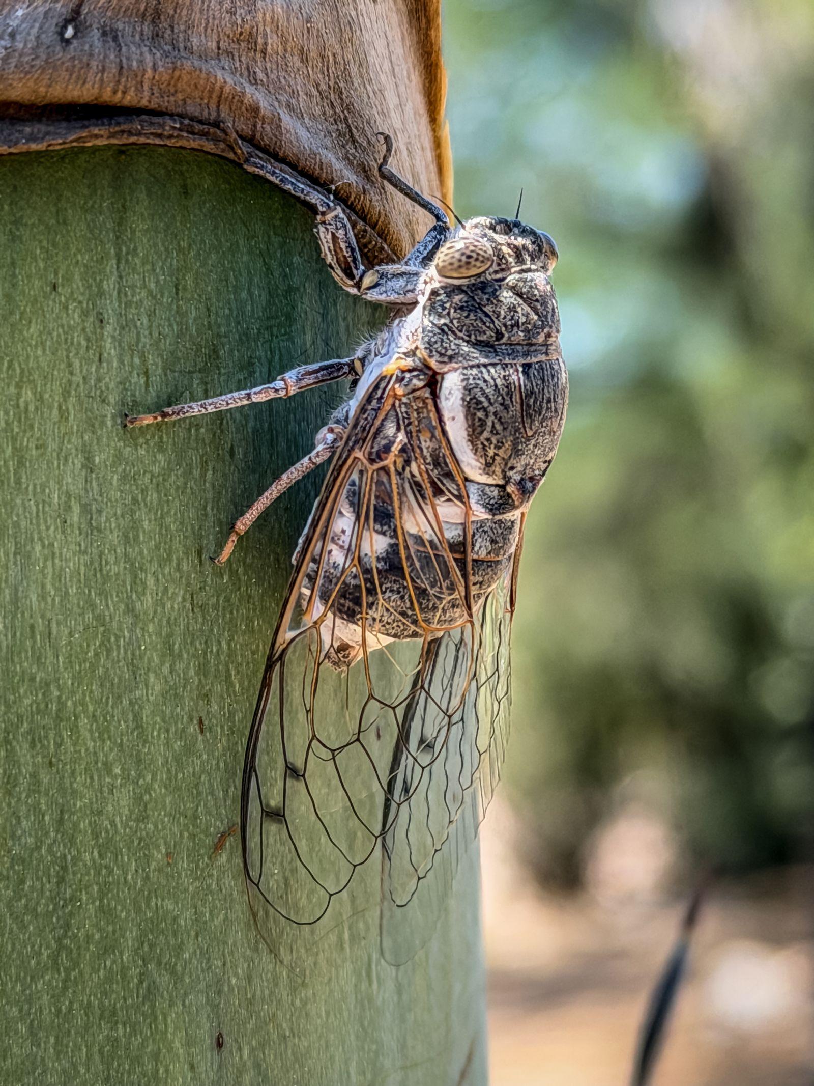 Free Image of Cicada resting on a green tree trunk in a sunny outdoor setting 