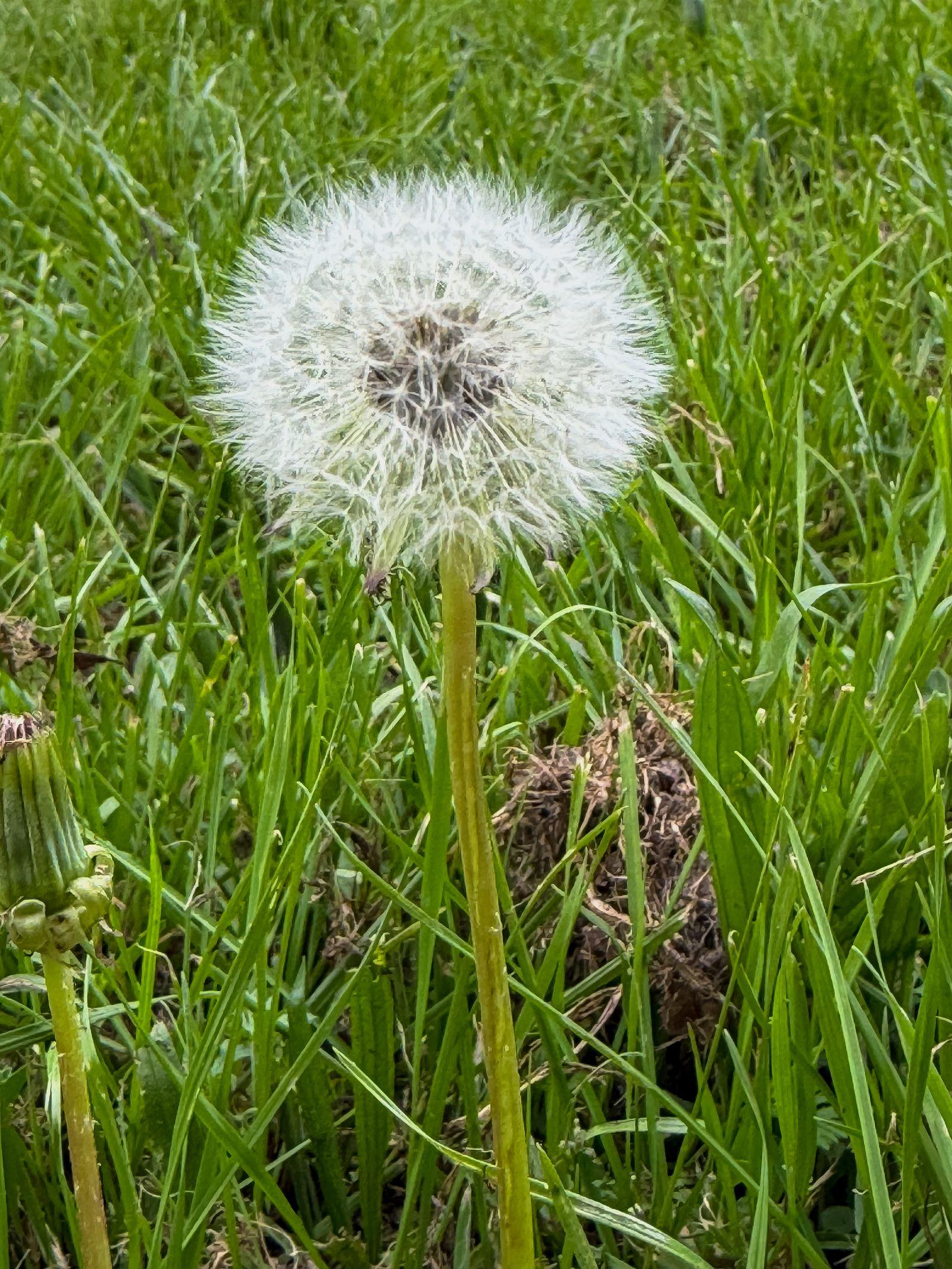 Free Image of Dandelion puff stands tall in a grassy field on a sunny day 