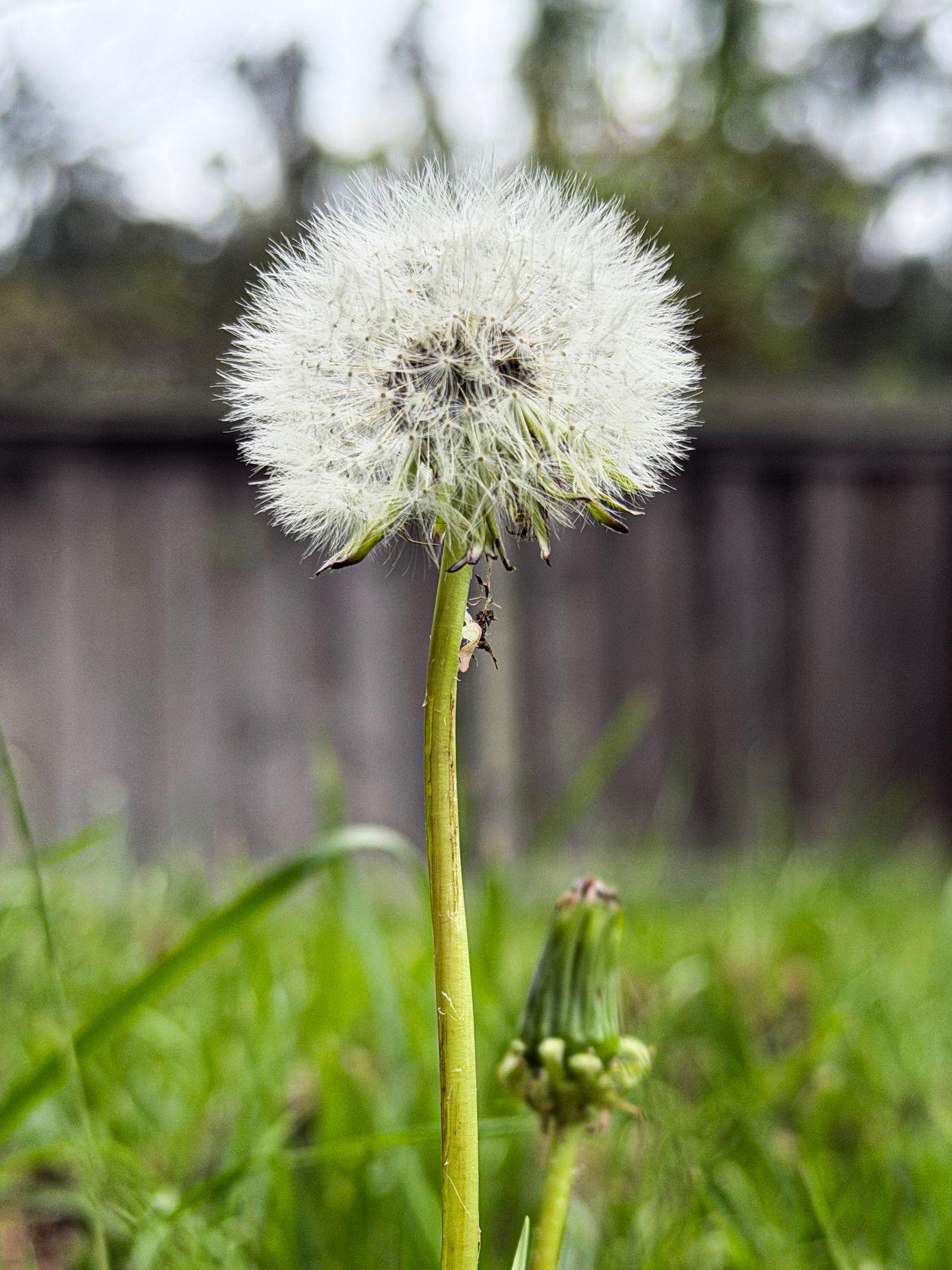 Free Image of Dandelion blooms in green grass under cloudy sky during spring s 
