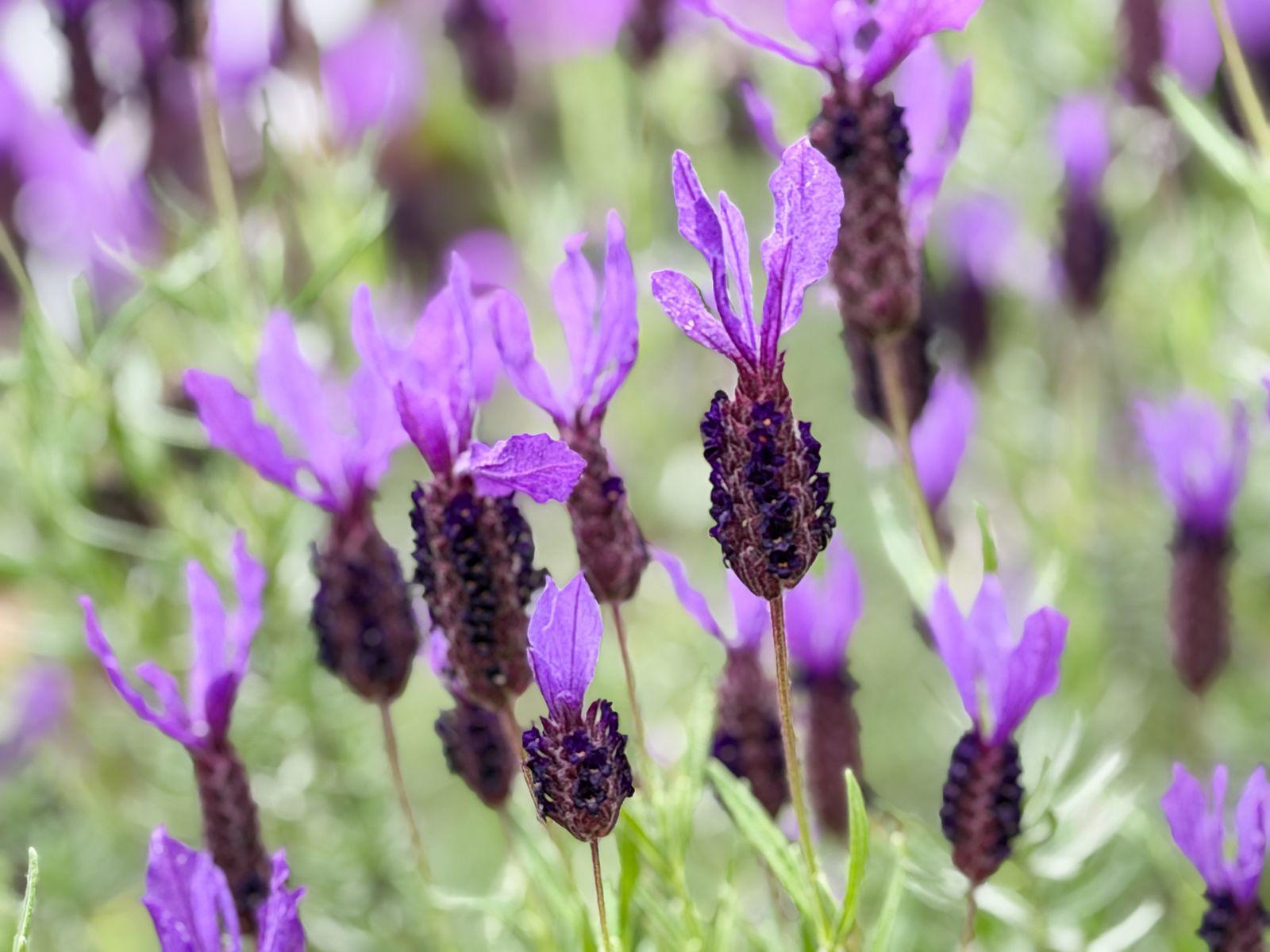 Free Image of Lavender flowers bloom in a garden during sunny weather 