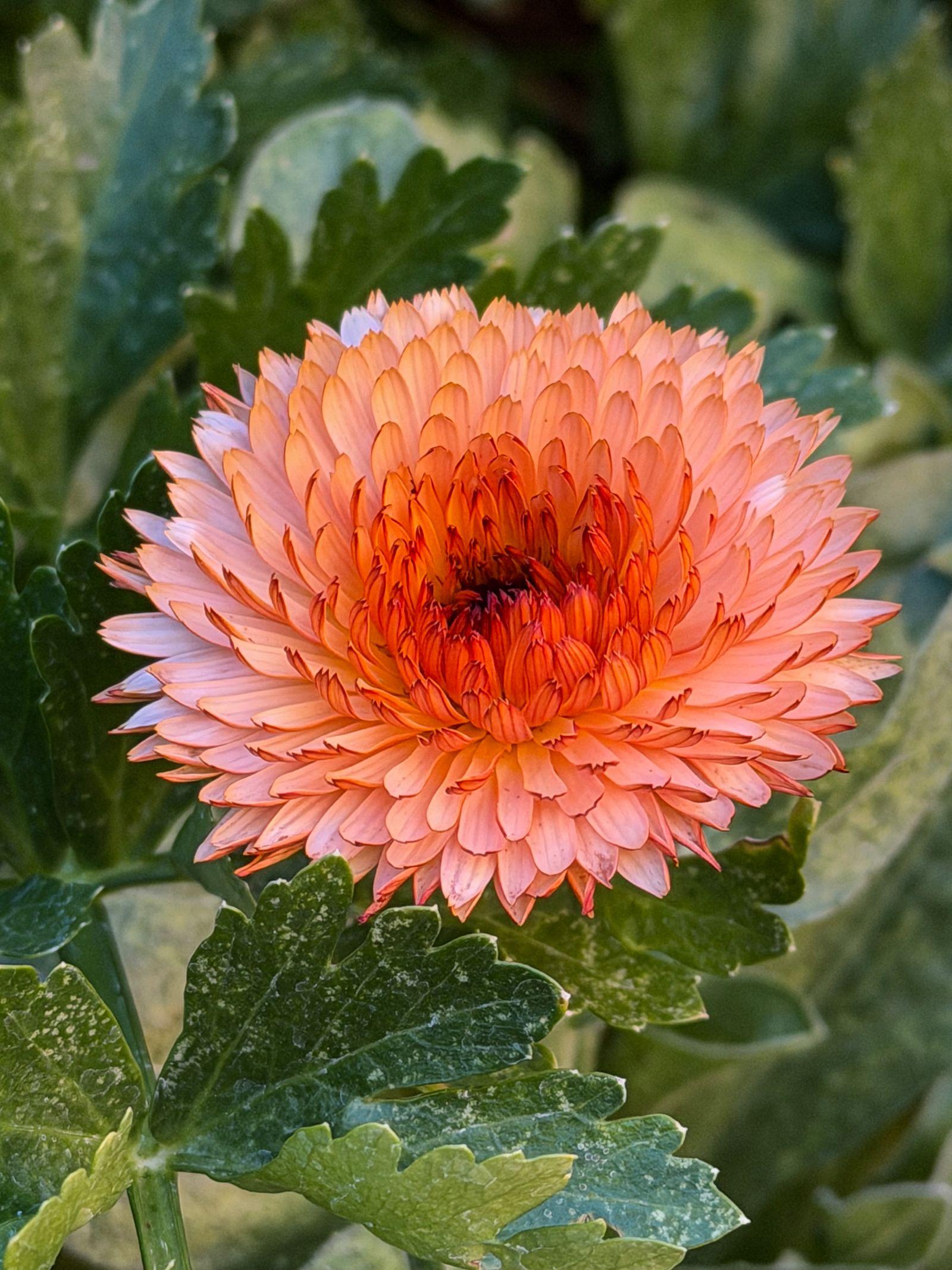 Free Image of Flower with orange petals in garden on sunny day 