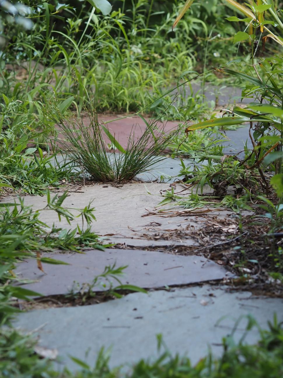Free Image of Overgrown Flagstone Pathway 
