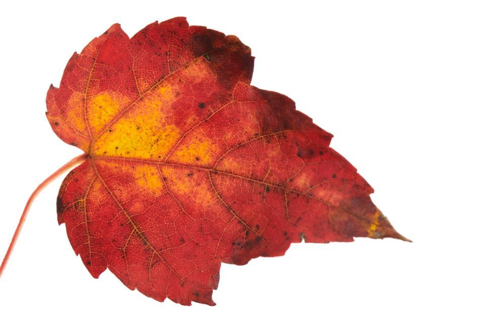 Free Image of Autumn leaf showing vibrant red and yellow colors 