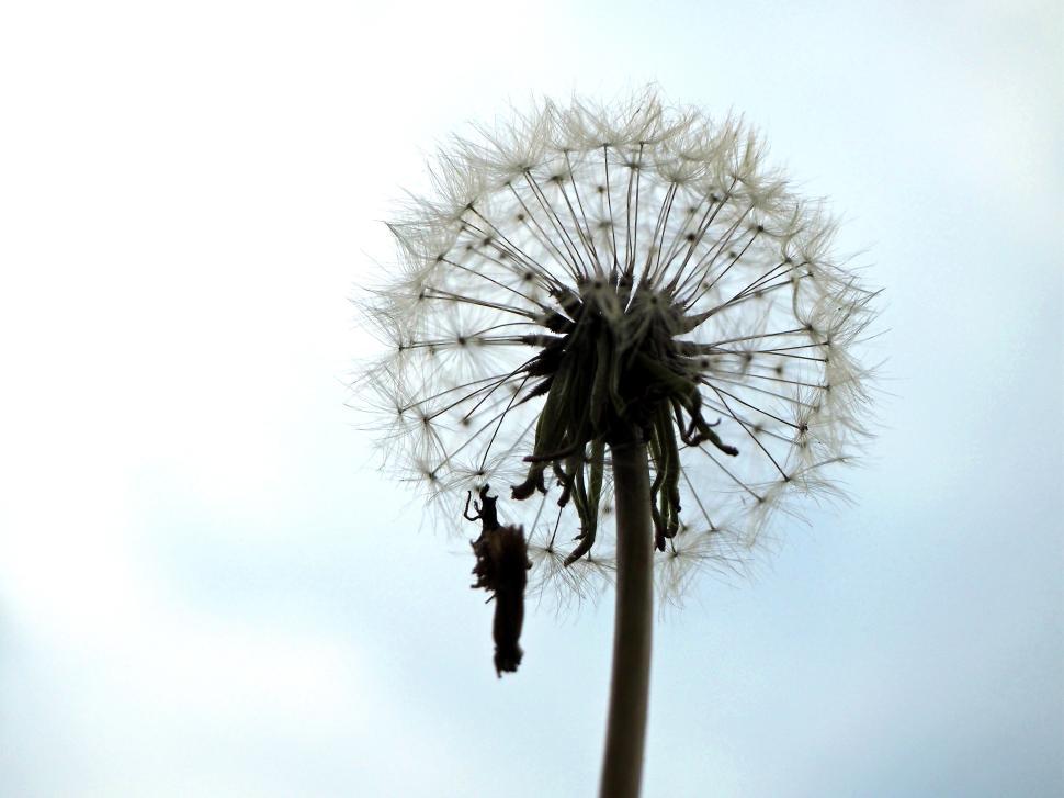 Free Image of Dandelion Seed Ball Against Blue Sky 
