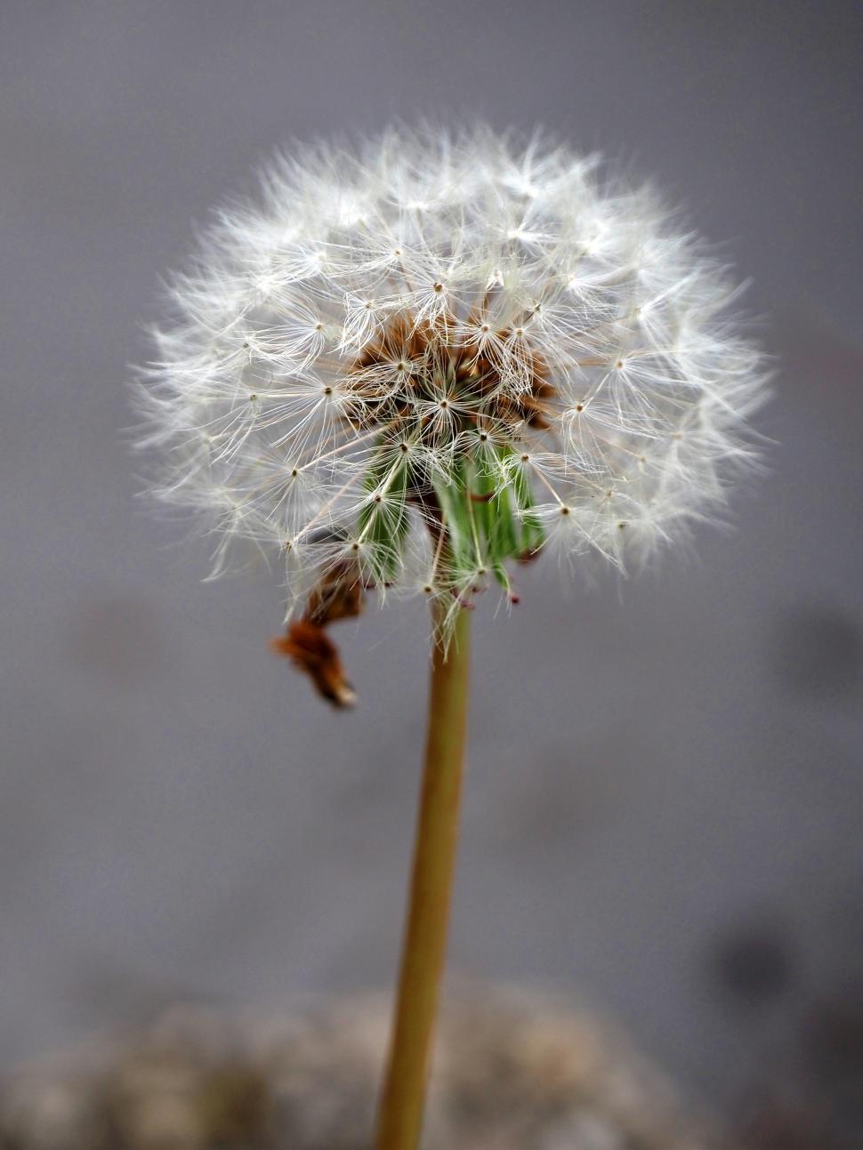 Free Image of Dandelion Seed Ball Closeup 
