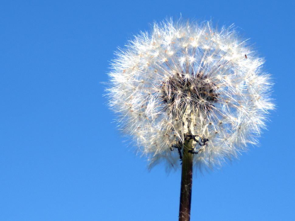 Free Image of Dandelion Seed Puffball Closeup 