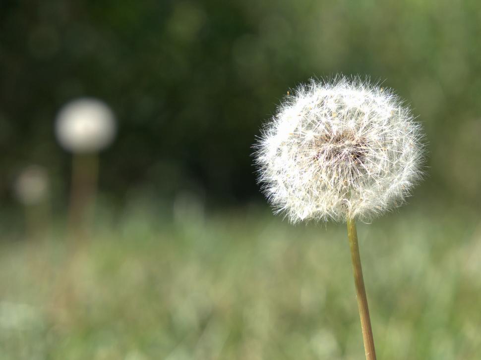 Free Image of Dandelion Seed Fluffballs in a Grassy Field 