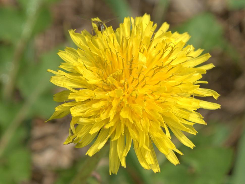 Free Image of Bright Yellow Dandelion Flower 
